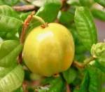 Евгения Селлои, Eugenia Selloi, Питангатуба, Pitangatuba