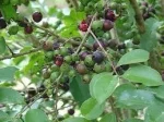 Псидиум евгениафолия, Psidium eugeniaefolia, Araca-una