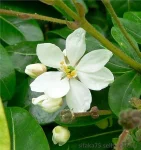 Чойсия (Хоизия) тройчатая - апельсиновый цветок, Choisia ternata