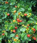 Пробка Симпсона, Симпсон Стоппер, Myrcianthes fragrens, Simpson's Stopper, Твинберри