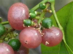 Джин бери, Оранж бери, Orange Berry, Gin Berry, Glycosmis pentaphylla