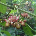 Siparuna eggersii, Лимончилло, Сипаруна Испания, Дерево Лихорадки