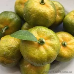 Shikuwasa, Citrus Depressa, лимон Шиикуваша