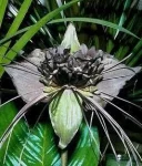 Такка Черная летучая мышь,Tacca chantrieri, Black bat flower
