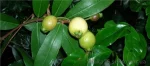 Сизигиум ямбоза, Syzygium jambos