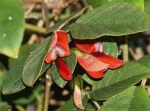 Kennedia rubicunda, Кеннедиа Рубикунда, Dusky Coral Pea, Темная Коралловая Горошина