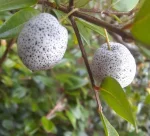 Midgen Berry, Карлик ягодный, Austromyrtus dulcis, Sand berry