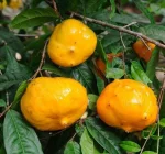 Евгения Викториана, Guayabilla, Eugenia Victoriana