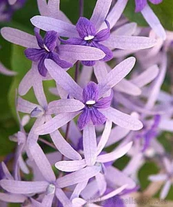 Разделы: Насіння кімнатних рослин