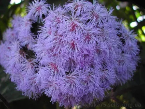 Разделы: Запашні рослині