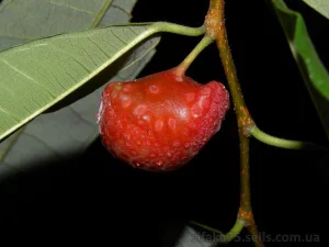 Разделы: Кімнатні плодові рослини