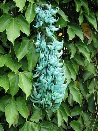 Стронгилодон крупнокистевой, Strongylodon macrobotrys, Jade vine, Нефритовая лоза