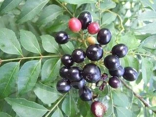 Murraya koenigii, черноплодная мурайя, Муррайя Кёнига