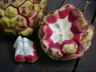 Кадсура ананосма, Kadsura ananosma Kerr