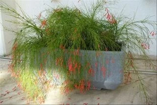 Russelia equisetiformis, Русселия хвощевидная