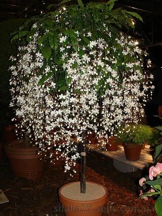 Клеродендрум Шмидта, Цепи славы, Clerodendrum schmidtii