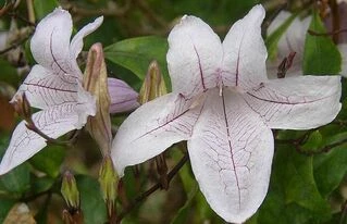 Маккайя Азистазия красивая, Mackaya Asystasia bellа