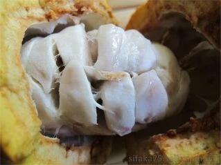 Какао, Шоколадное дерево