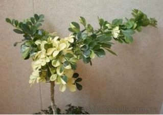 Ферониелла Люсида вариегатная, feroniella lucida variegated