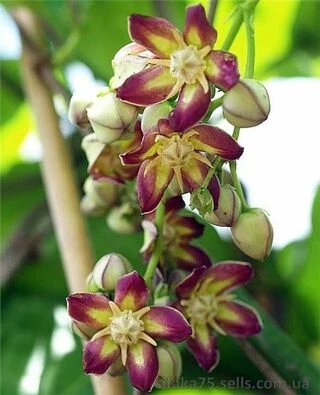 Мондия, Mondia whytei