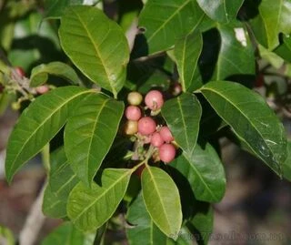Glycosmis trifoliata, Pink-fruited, Lime Berry, Апельсиновая ягода, Джин бери