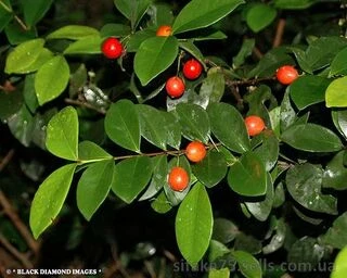 Евгения Рейнвардтиана, Eugenia reinwardtiana