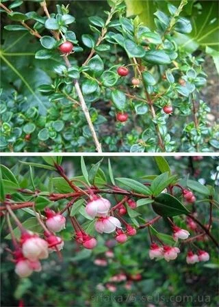 Мирт угни, Ugni molinae