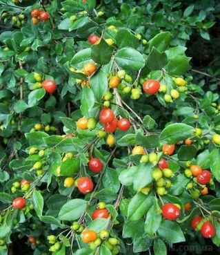 Пробка Симпсона, Симпсон Стоппер, Myrcianthes fragrens, Simpson's Stopper, Твинберри