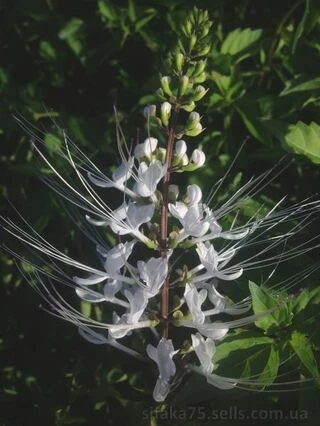 Кошачий ус, Ортосифон тычиночный, Orthosiphon stamineus
