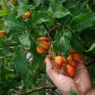 Бунхозия железистая, Bunchosia glandulifera, Дерево арахисового масла