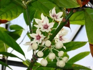 Кола блестящая, Кола культурная, Cola nitida