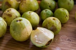 Псидиум Фридрихсталианум, Psidium friedrichsthalianum