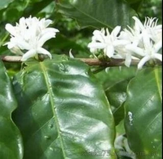 Кофе Арабика, Coffea Arabica