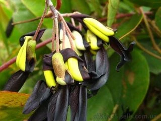 Кеннедия черная, Kennedia nigricans, Black Coral Pea, Черный коралловый горошек