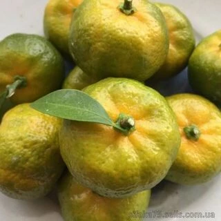 Shikuwasa, Citrus Depressa, лимон Шиикуваша