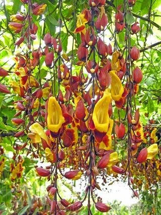 Тунбергия майсурская, Thunbergia mysorensis
