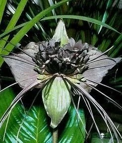 Такка Черная летучая мышь,Tacca chantrieri, Black bat flower