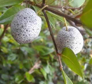 Midgen Berry, Карлик ягодный, Austromyrtus dulcis, Sand berry