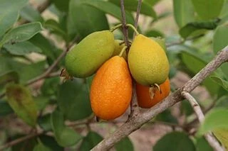 Eugenia dichroma, Євгенія Діхрома, Pitanga Fanta, Питанга Фанта