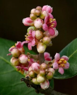 Rhus integrifolia, Сумах цельнолистный, Lemonade Berry