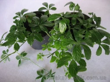 Гиностемма пятилистная, Gynostemma pentaphyllum