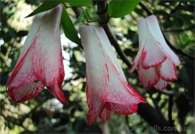 Лапагерия Lapageria