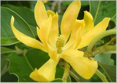 Михелия чампака, Michelia champaca