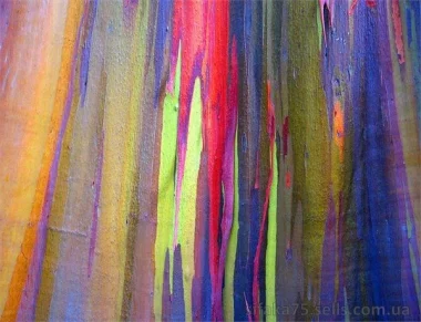 Радужный эвкалипт, Минданао, ГУМ Радуга, Eucalyptus deglupta