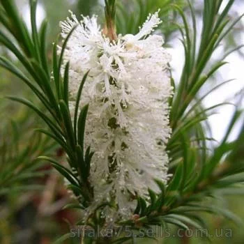 Мелалеука, Австралийское чайное дерево, Melaleuca alternifolia