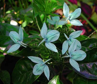 Кроссандра, Crossandra