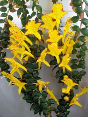 Колумнея, Columnea