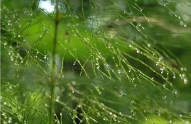 Как правильно мыть комнатные растения