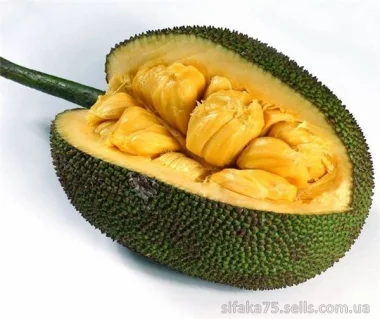 Джекфрут, хлебное дерево, Jackfruit, Artocarpus heterophyllus