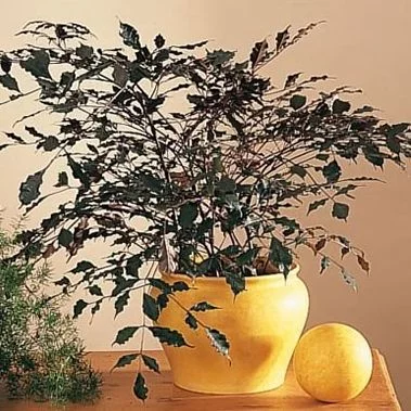 Леея гвинейская, Leea guineensis